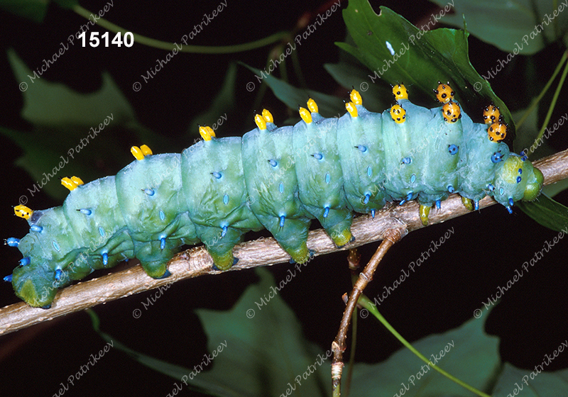 Hyalophora cecropia